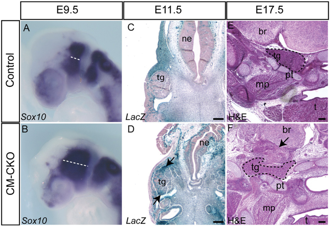 Fig. 6