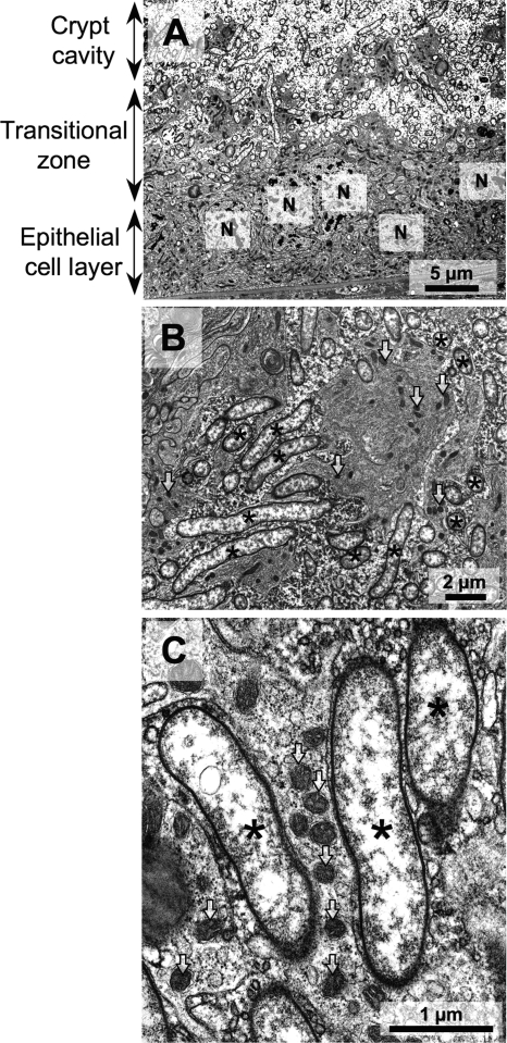 FIG. 5.