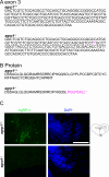Figure 6—figure supplement 1.