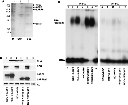 FIGURE 1.