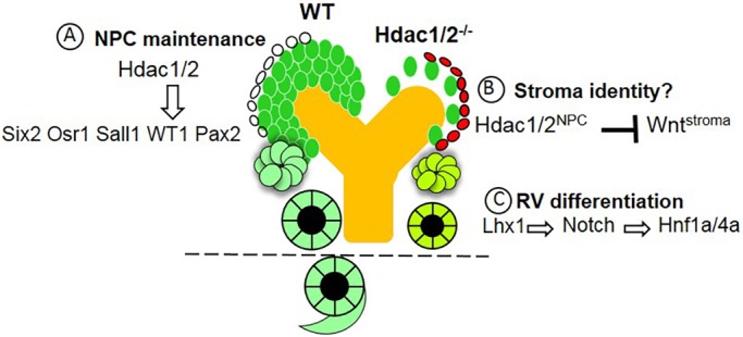 Fig. 12.