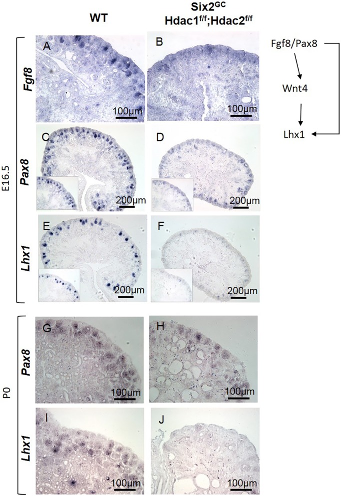 Fig. 9.