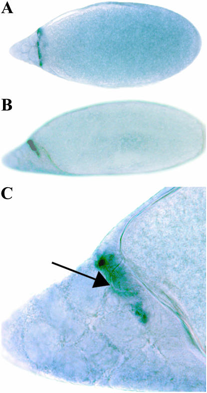 Figure 9.—