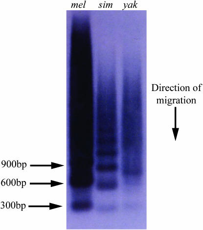 Figure 6.—