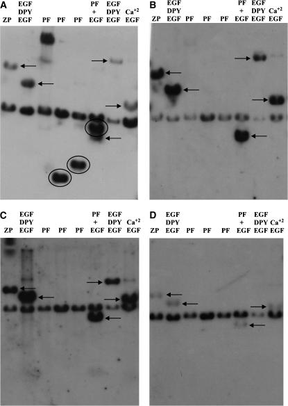 Figure 2.—