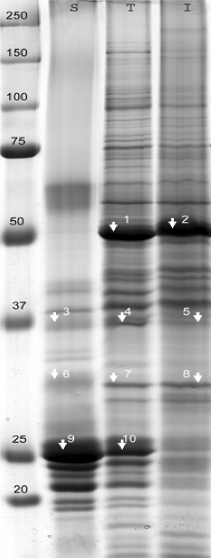 Fig. 3