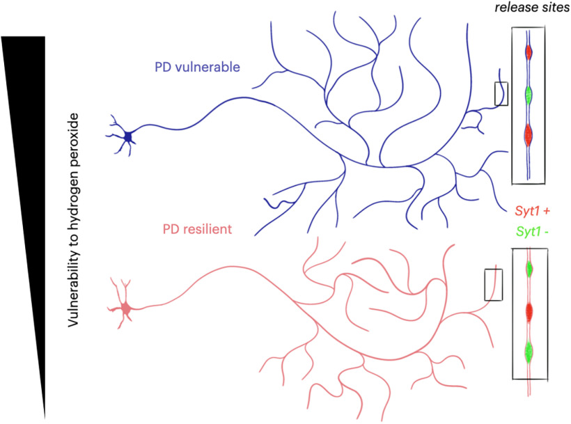 graphic file with name ENEURO.0139-22.2022_f009.jpg