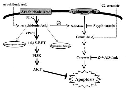 FIG. 7