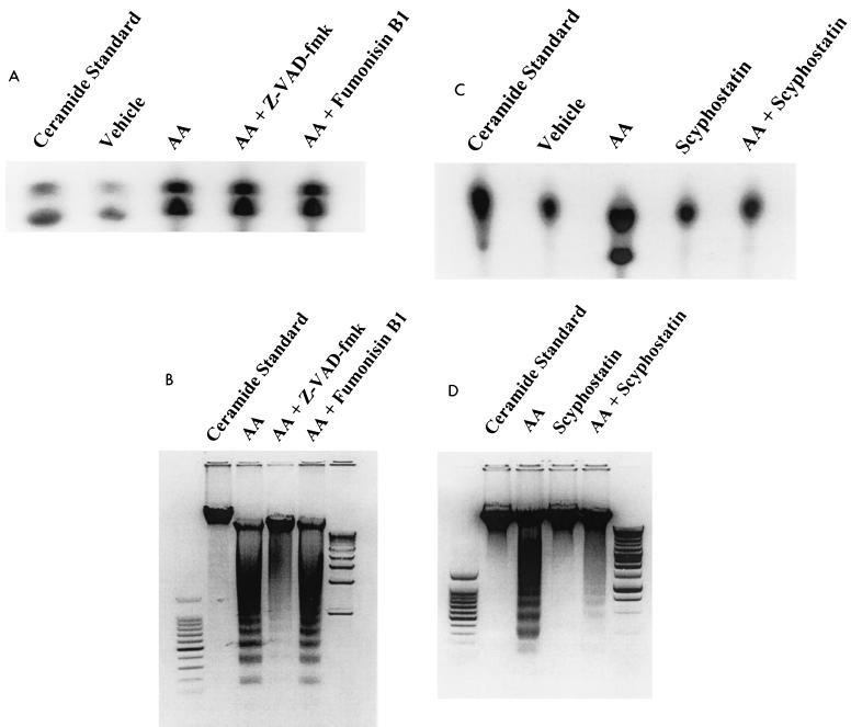 FIG. 6