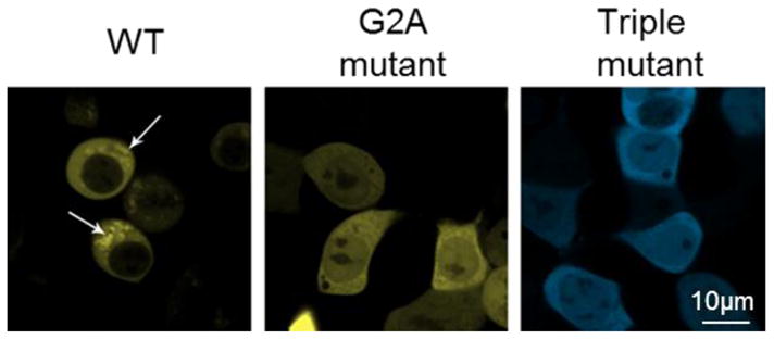 Fig. 7