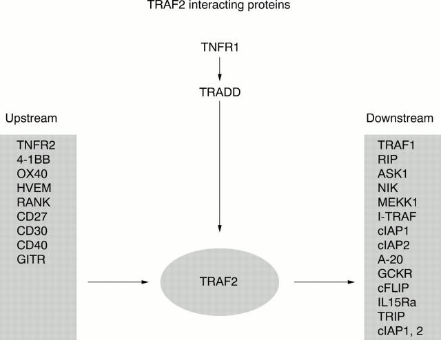 Figure 2  