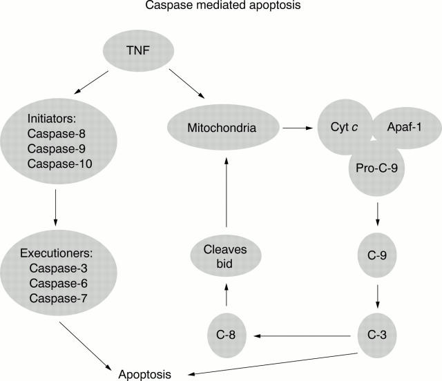 Figure 5  