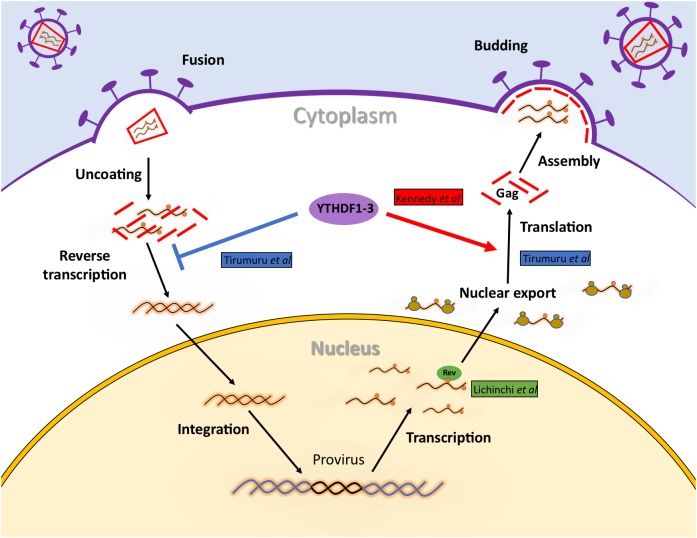 FIGURE 3