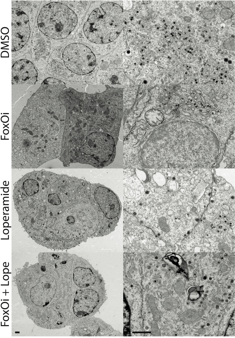 Supplementary Figure 11