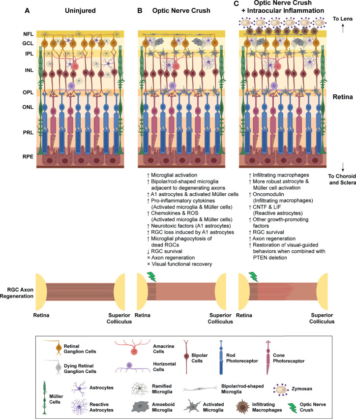 Figure 1