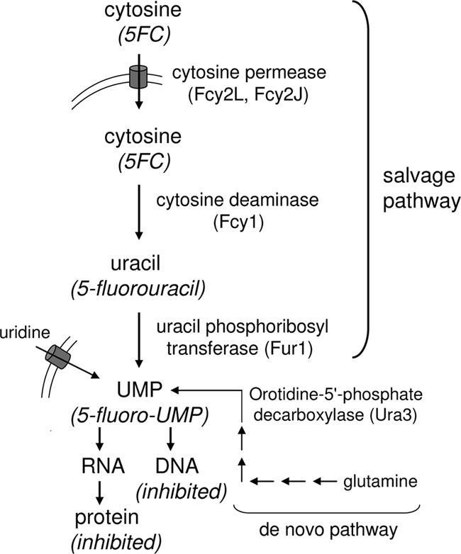 FIG. 1.