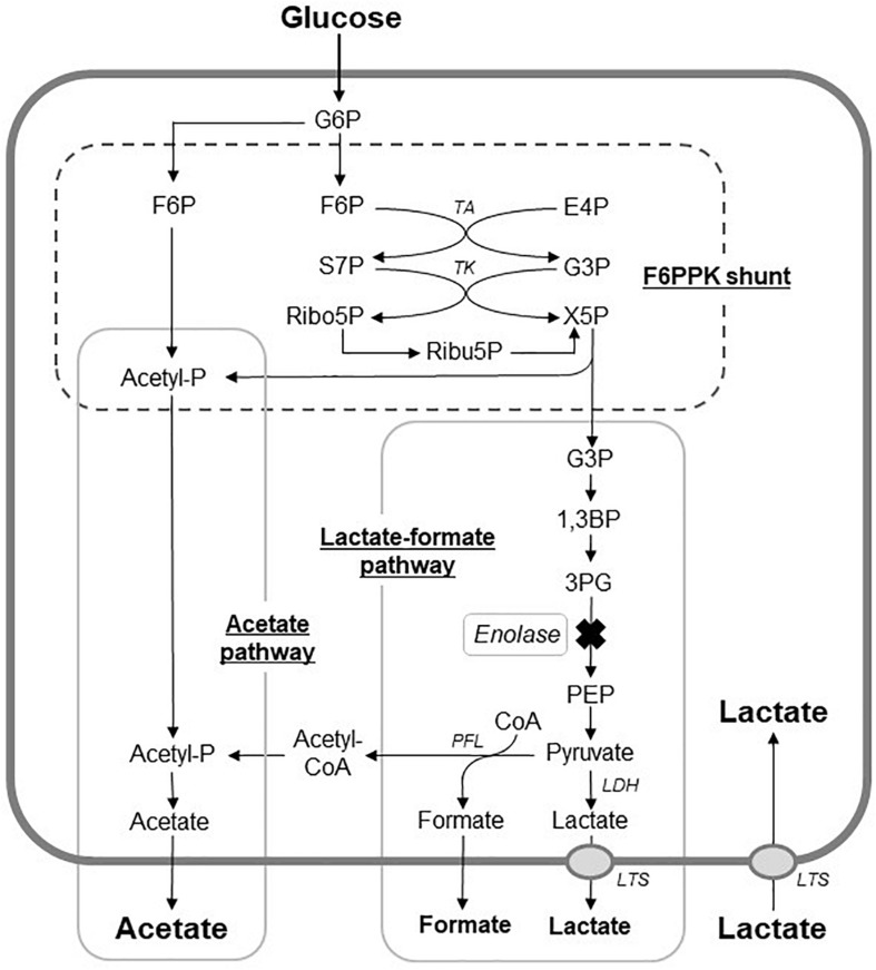 FIGURE 4