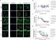 Panel A shows fluorescent microscopy images of cells stained with Hoechst and MAP2 under different treatments: DMSO, Rapamycin, and compounds 402, 425, 276. Images display blue nuclei and green neuronal structures. Panels B, C, and D present graphs showing the effects of different compound doses on mean cell counts, mean soma area measured by MAP2, and mean total outgrowth, respectively. Each graph includes data from replicates of compounds 402, 425, 276, and Rapamycin, demonstrating dose-dependent responses.