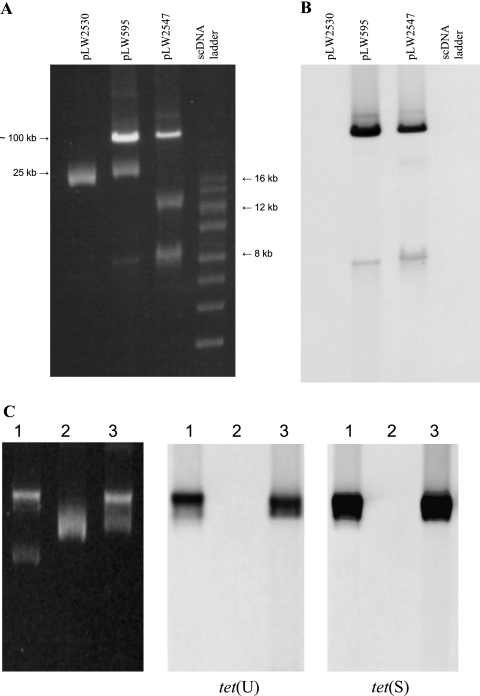 FIG. 2.