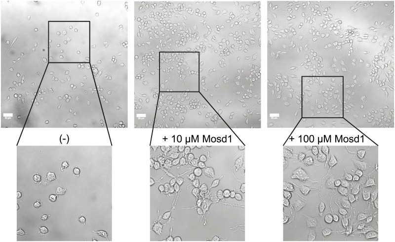 Fig 10