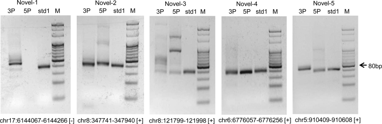 Figure 5.