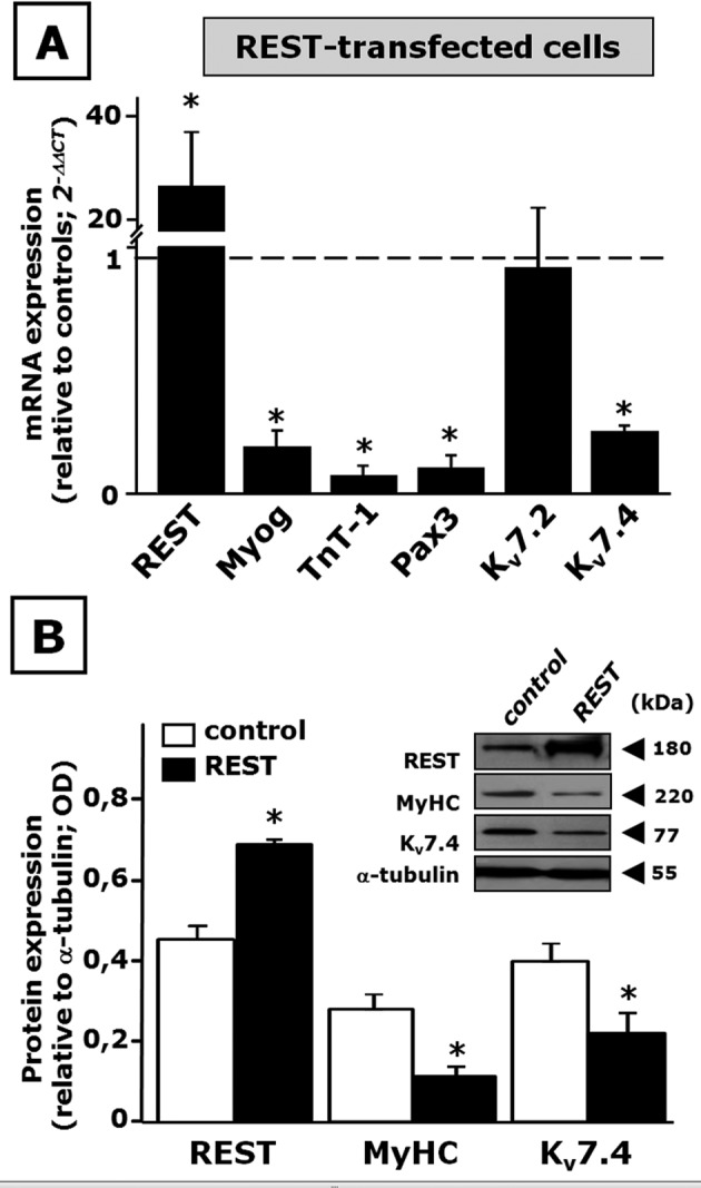 FIGURE 7: