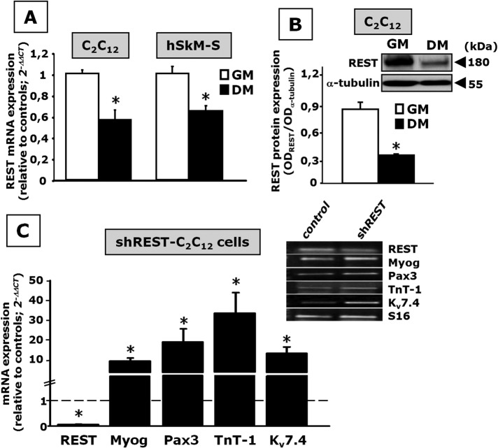 FIGURE 6: