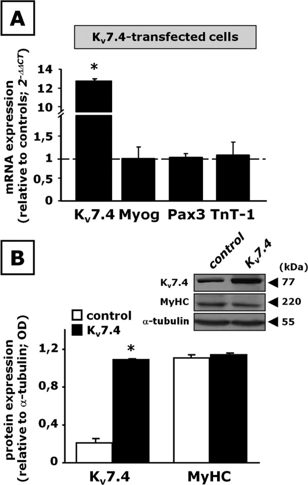 FIGURE 4: