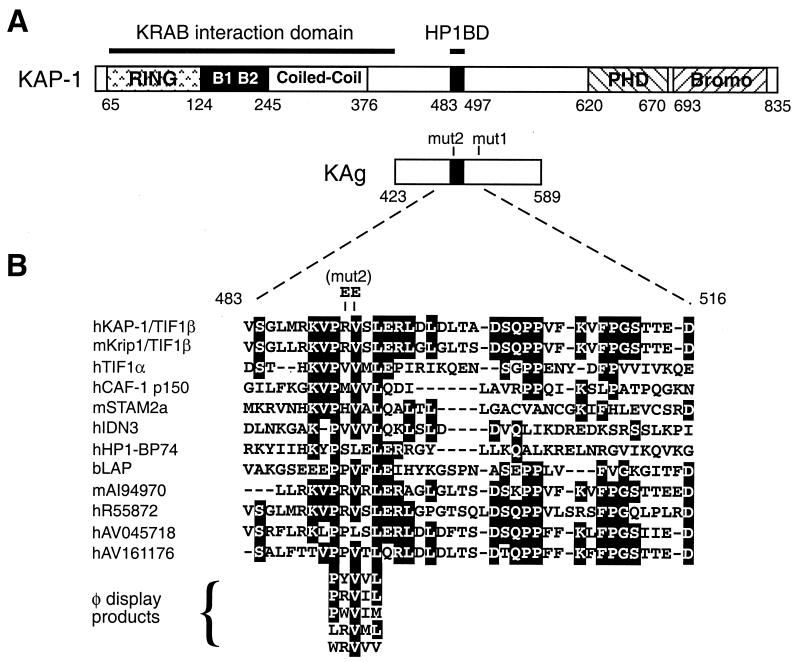 FIG. 1