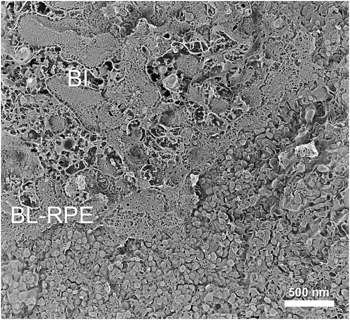 Fig. 8.