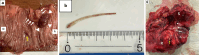 Fig. 3.