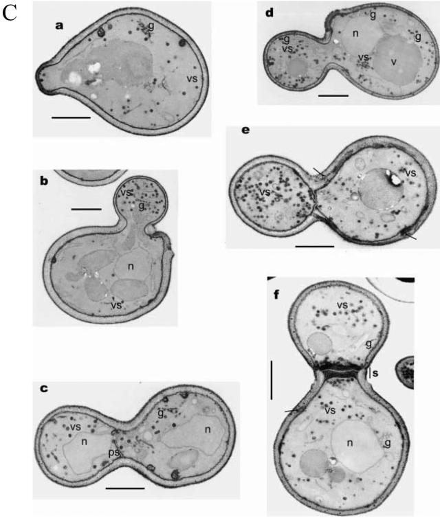 FIG.7.