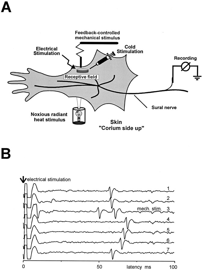 Fig. 1.