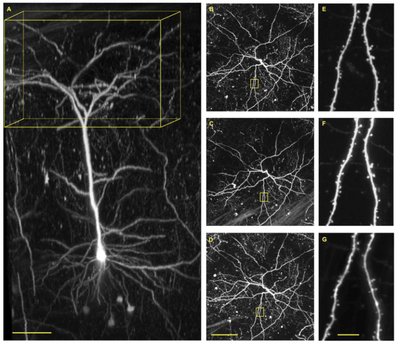 Fig. 8