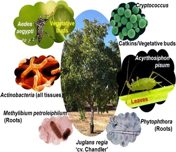 Fig. 1