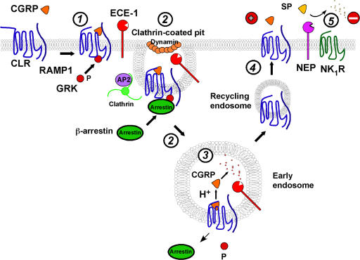 Figure 10.