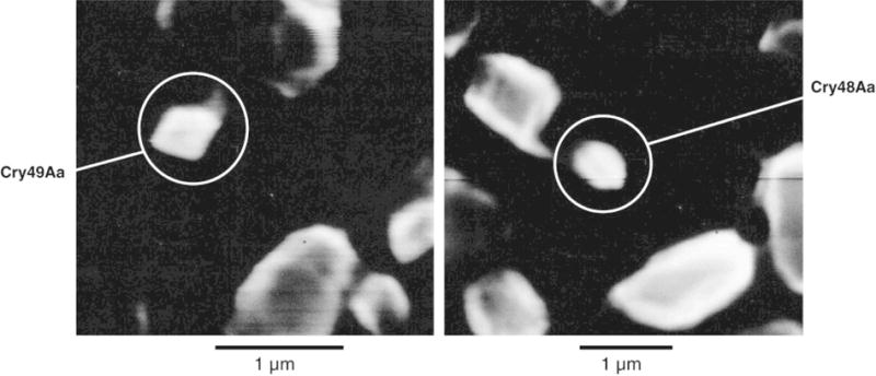 Fig. 5