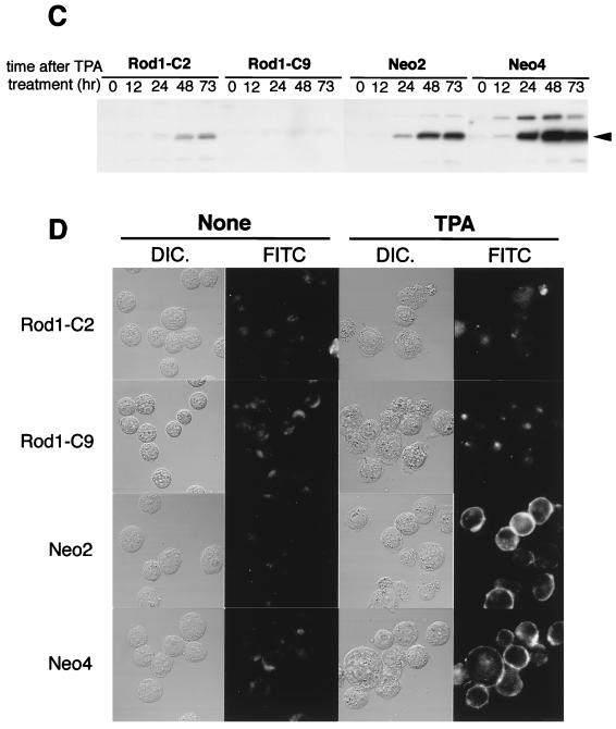 FIG. 7