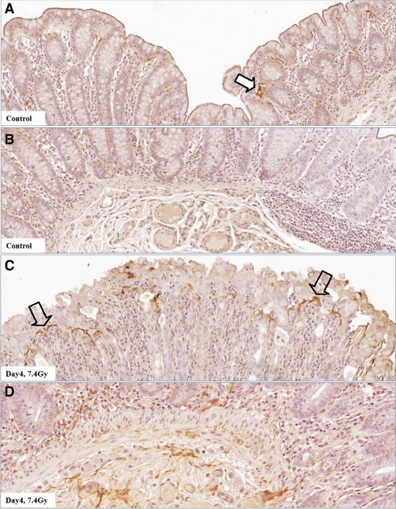 Fig. 10