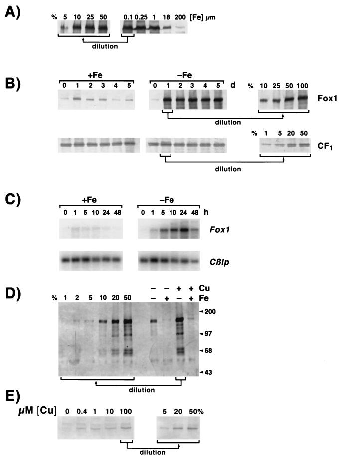 FIG. 8.