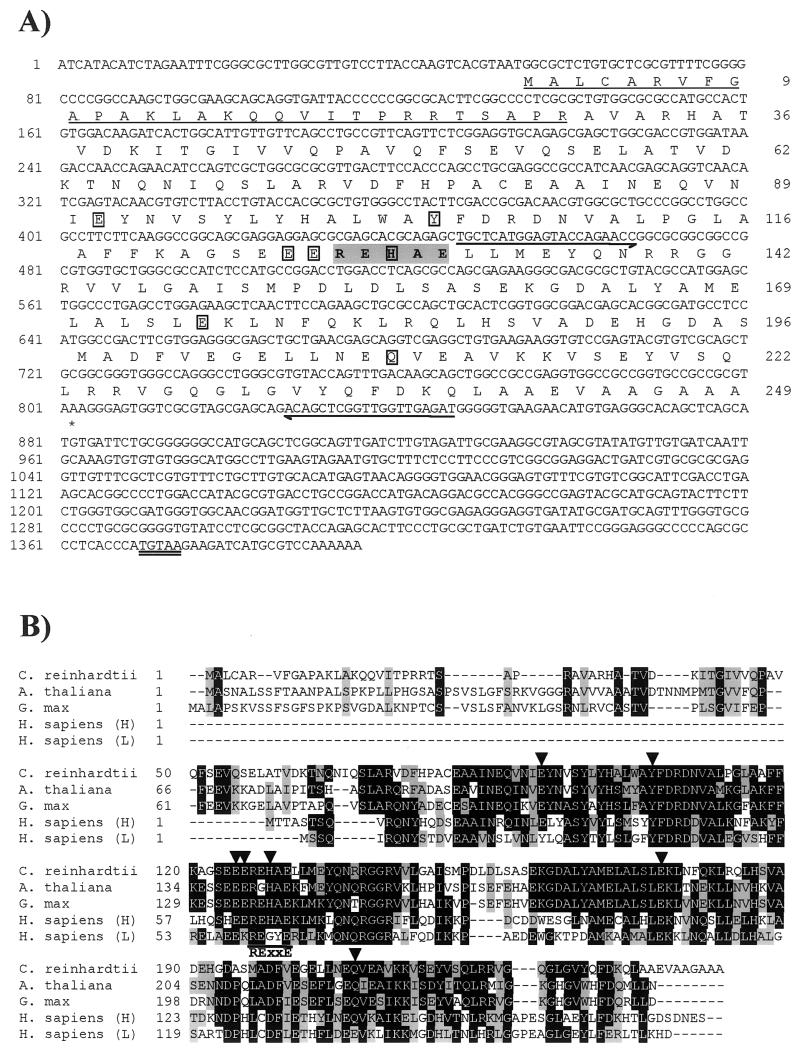 FIG.2.