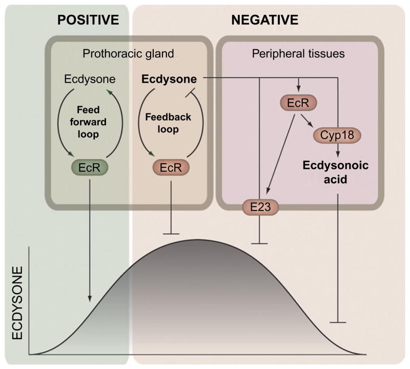 Figure 1.4