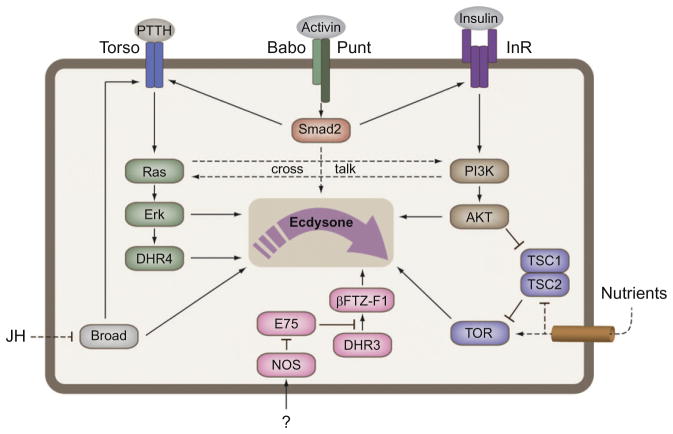 Figure 1.3