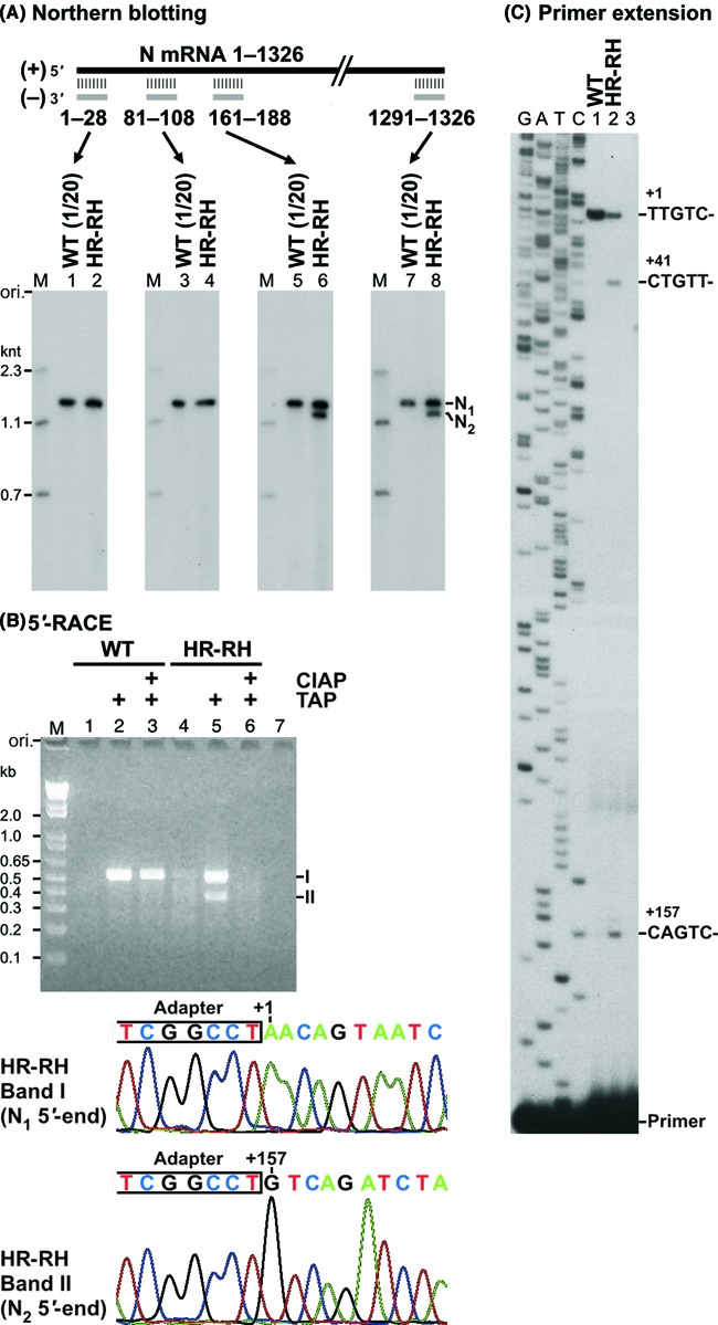 Figure 5.