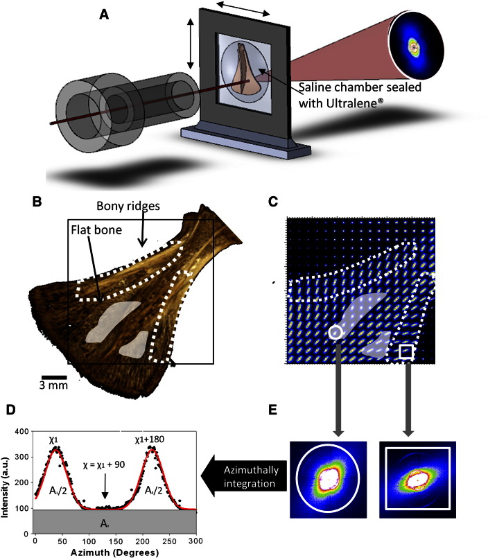 Fig. 1