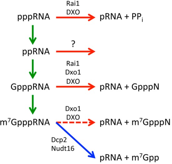 Figure 7