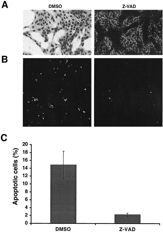 FIG. 6