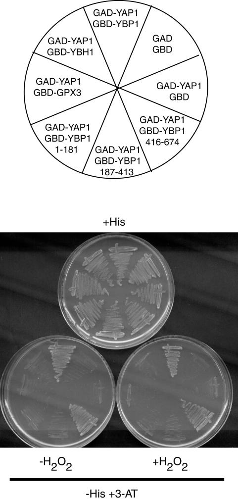 FIG. 5.