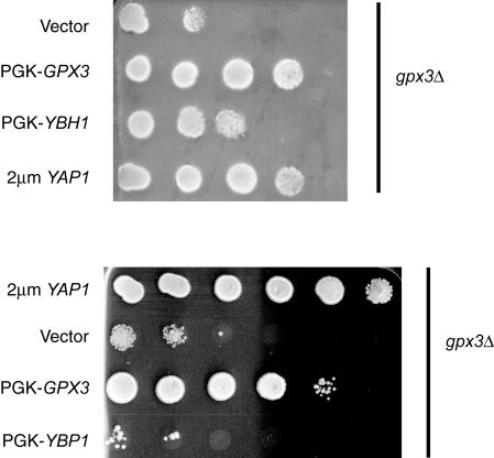 FIG. 7.