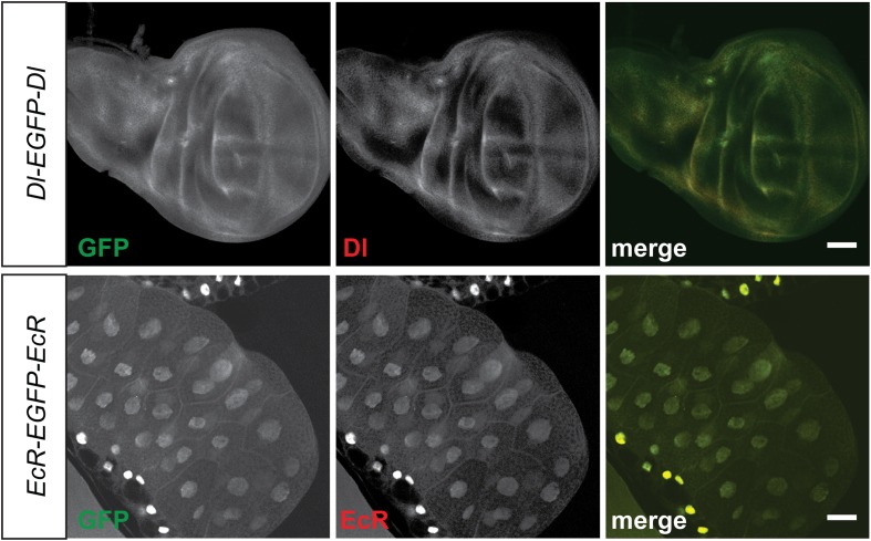 Figure 2—figure supplement 1.